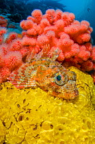 Red Irish lord (Hemilepidotus hemilepidotus)  resting on a yellow sponge, in front of red soft coral (Eunephthya rubiformis). Browning Pass, Port Hardy, Vancouver Island, British Columbia. Canada. Nor...