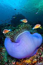 Pink anemonefish (Amphiprion perideraion) in a purple Magnificent sea anemone (Heteractis magnifica). Misool, Raja Ampat, West Papua, Indonesia. Tropical West Pacific Ocean.