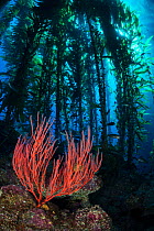 Red gorgonian (Lophogorgia chilensis) growing beneath a forest of Giant kelp (Macrocystis pyrifera). Santa Barbara Island, Channel Islands. California, USA. North East Pacific Ocean.