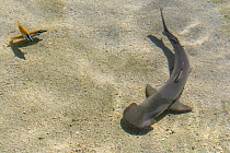 Bonnethead shark (Sphyrna tiburo) circling a pair of Foxface rabbitfish (Siganus vulpinus) which are protected by their venomous spines. Long Beach Aquarium, California, USA. North East Pacific Ocean....