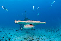 Great hammerhead shark (Sphyrna mokarran) swimming over a sandy seabed, accompanied by Rainbow runners (Elagatis bipinnulata) South Bimini, Bahamas. The Bahamas National Shark Sanctuary. Gulf Stream,...