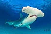 Great hammerhead shark (Sphyrna mokarran) male in shallow water. South Bimini, Bahamas. The Bahamas National Shark Sanctuary. Gulf Stream, West Atlantic Ocean.