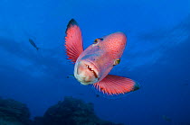 RF- Mexican hogfish (Bodianus diplotaenia). Socorro Island, Revillagigedos, Mexico. East Pacific Ocean. (This image may be licensed either as rights managed or royalty free.)