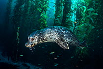 Harbor seal (Phoca vitulina) swims through a forest of Giant kelp (Macrocystis pyrifera). Santa Barbara Island, Channel Islands. California, USA. North East Pacific Ocean.