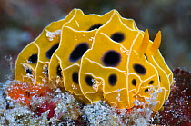 Nudibranch (Reticulidia suzanneae) on a coral reef. East of Eden, Similan Islands, Thailand. Andaman Sea, Indian Ocean.