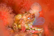 Sharpnose crab (Scyra acutifrons) sheltering in soft coral, while covered with tunicates. Browning Pass, Port Hardy, Vancouver Island, British Columbia, Canada.