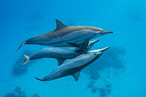 RF- Two male Spinner dolphins (Stenella longirostris) take it in turns to mate with a larger female. The male's penis (middle) is visible in this frame. Sataya Reef, Fury Shoal, Egypt. Red Sea. (This...