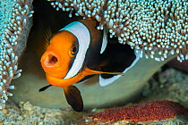 Saddleback anemonefish (Amphiprion polymnus) female barks as she guards her clutch of eggs, laid beneath her host anemone. Anilao, Batangas, Luzon, Philippines. Verde Island Passages, Tropical West Pa...