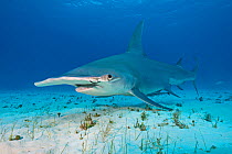 Great hammerhead shark (Sphyrna mokarran) female in shallow water. This individual has a rusted fishing hook through her hammer. South Bimini, Bahamas. The Bahamas National Shark Sanctuary. Gulf Strea...