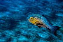 Long exposure of a Midnight snapper (Macolor macularis) swimming over a coral reef. Rock Islands, Palau, Micronesia. Tropical west Pacific Ocean