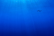 Oceanic whitetip shark (Carcharhinus longimanus) cruising through water,. This individual is accompanied by a group of Pilotfish (Naucrates ductor), mostly out of frame. Little Brother Island, Egypt....