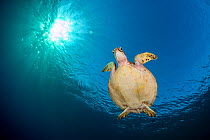RF- Green sea turtle (Chelonia mydas) swimming in blue beneath evening sun. Rock Islands, Palau, Mirconesia. Tropical west Pacific Ocean. (This image may be licensed either as rights managed or royalt...