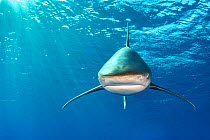 Whitetip shark (Carcharhinus longimanus) head on beneath the surface. Rocky Island, Egypt. Red Sea