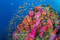 Colourful reef scene with soft corals (Dendronephthya sp.) and Scalefin anthias (Pseudanthias squamipinnis). Ra Province, Viti Levu, Fiji, Polynesia. Bligh Waters, Vatu-i-Ra Passage, Tropical South Pa...