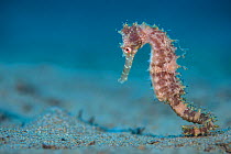 Hedgehog seahorse (Hippocampus spinosissimus) female moves over a sandy seabed. Dauin, Negros Island, Philippines. Bohol Sea, tropical west Pacific Ocean.