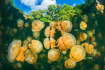 Aggregation of Golden jellyfish (Mastigias sp.) in a marine lake in Palau, the golden colour of this species comes from symbiotic algae in its tissues. Jellyfish Lake, Eil Malk island, Rock Islands, P...