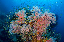 Coral demoiselle (Neopomacentrus violascens) shoal throng around a colourful seafan (Melithaea sp.) on a coral reef. Two Tree Rock, Balbulol, Misool, Raja Ampat, West Papua, Indonesia. Ceram Sea.