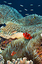 Spinecheek anemonefish (Premnas biaculeatus) pair in their host anemone on a coral reef. The larger fish is the female. Fiabacet Island, Misool, Raja Ampat, West Papua, Indonesia. Ceram Sea.