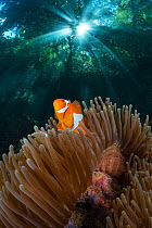 False clown anemonefish (Amphiprion ocellaris) large female in her host anemone, below rainforest. The Passage, between Gam and Waigeo Islands, West Papua, Indonesia. Composite image.