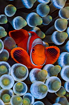 RF- Spinecheek anemonefish (Premnas biaculeatus) in host Bubble-tip anemone (Entacmaea quadricolor) on coral reef. Fiabacet Island, Misool, Raja Ampat, West Papua, Indonesia. Ceram Sea. (This image ma...