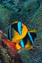 Orange-finned anemonefish (Amphiprion chrysopterus) pair spawning. The female (above) is laying red eggs on a rock next to the host anemone, while the male (lower) cleans the surface for more eggs. Ro...