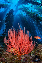 Red gorgonian (Lophogorgia chilensis) growing beneath a forest of giant kelp (Macrocystis pyrifera), with female California sheephead fish (Semicossyphus pulcher). Santa Barbara Island, Channel Island...
