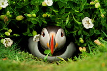 Atlantic Puffin (Fratercula arctica) coming out of its burrow with a gift, Skomer Island, Wales, UK, May