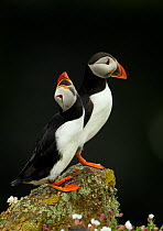 Atlantic Puffins (Fratercula arctica) two resting, one with head up, Skomer Island, Wales, UK, May