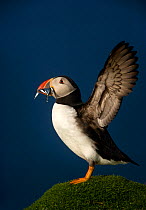 Atlantic Puffin (Fratercula arctica) wing stretching with sand eels in beak, Flannan Isles, Scotland, UK, July
