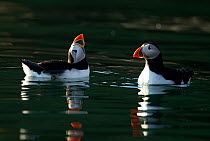 Atlantic Puffins (Fratercula arctica) two on water, one drinking, Skomer Island, Wales, UK, May