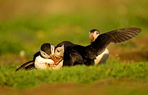 Atlantic Puffins (Fratercula arctica) male and female in courtship display with another puffin looking on, Skomer Island, Wales, UK, May