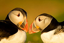 Atlantic Puffin (Fratercula arctica) male and female in courtship display, Skomer Island, Wales, UK, May