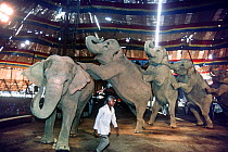 Circus Elephants undergoing training to 'conga line' routine. Great Royal Circus, Bombay / Mumbai, India.