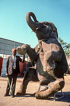Circus elephant (Elephas maximus) sitting on stool with keeper with elephant hook, Great Royal Circus, Bombay / Mumbai, India.