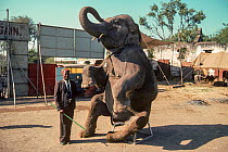 Circus elephant (Elephas maximus) sitting on stool with keeper with elephant hook, Great Royal Circus, Bombay / Mumbai, India.