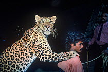 Big cat tamer with Leopard (Panthera pardus) Great Royal Circus, Bombay / Mumbai, India.