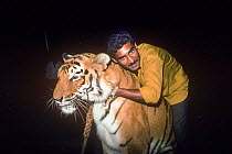 Big cat trainer with Tiger (Panthera tigris) Great Royal Circus, Bombay / Mumbai, India.