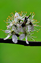 Blackthorn blossom (Prunus spinosa) in flower. Dorset, UK April.