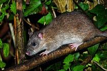 Brown rat (Rattus norvegicus) climbing in hedge. Dorset, UK September.