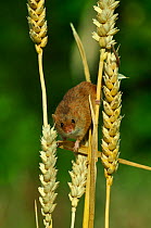 Harvest mouse (Micromys minutus) climbing in wheat. Dorset, UK. July. Captive.