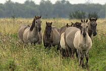 Konik ponies or Polish primitive horse believed by some to be closely related to the European wild horse. These horses are often used in grazing management practices in wildife reserve. UK, August 201...