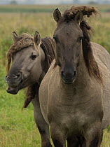 Konik ponies or Polish primitive horse believed by some to be closely related to the European wild horse. These horses are often used in grazing management practices in wildife reserve. UK, August 201...
