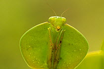 Hooded mantis (Choeradodis sp) head portrait, Costa Rica