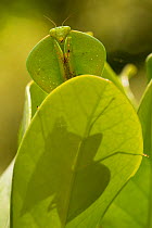 Hooded mantis (Choeradodis sp) displaying perfect camouflage behind leaf, Costa Rica