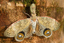 Lantern fly / Machaca (Fulgora lampetis) with wings spread on tree in tropical dry forest, Costa Rica
