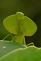 Hooded mantis (Choeradodis sp) head portrait, Costa Rica