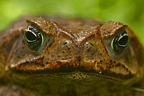 Marine toad (Bufo marinus) close up face portrait, Costa Rica