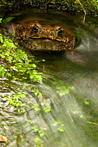 Marine toad (Bufo marinus) portrait sitting in small pond in tropical rainforest, Costa Rica