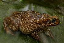 Marine toad (Bufo marinus) overhead portrait, Costa Rica