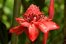 Torch ginger (Etlingera elatior) portrait of flower, Costa Rica